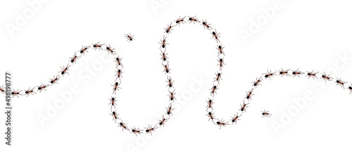 Brown worker ants trail line flat style design vector illustration isolated on white background. Top view of ants bug road trail marching in the line row. Pest control or insect searching concept.