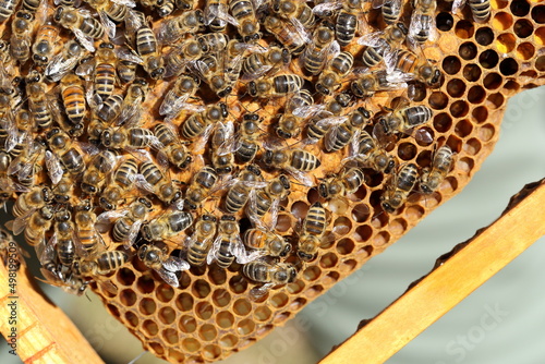 some honey bees on a bee hive