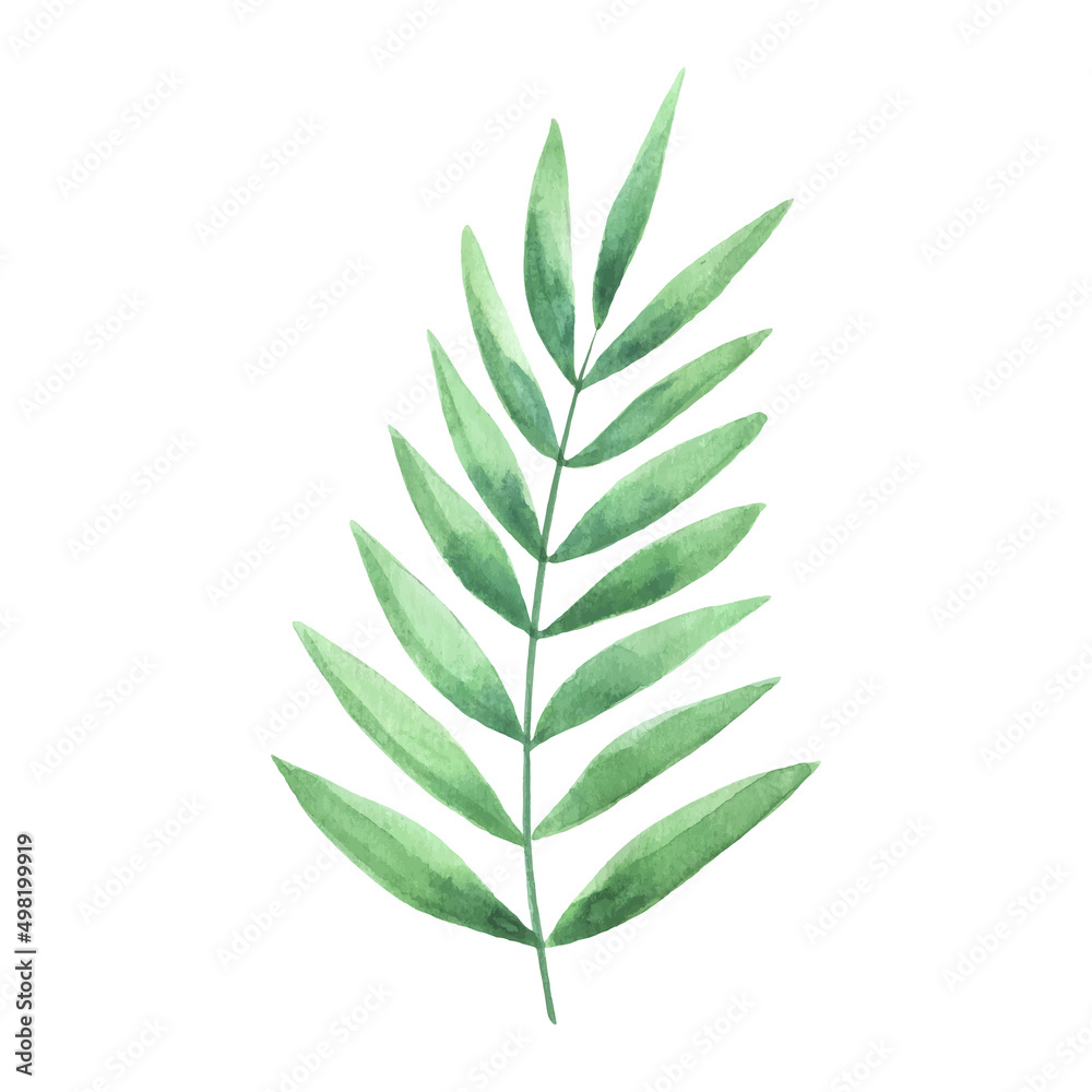 Watercolor green bouquet with leaves and branches. Greenery leaf hand-painted isolated. Can be used as being an element in the decorative design of invitation, wedding or greeting cards. Watercolor green bouquet with leaves and branches. Greenery leaf hand-painted isolated. Can be used as being an element in the decorative design of invitation, wedding or greeting cards.