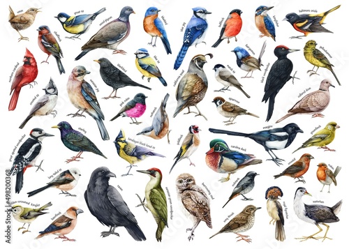 Fotografia Various forest birds watercolor illustration big set