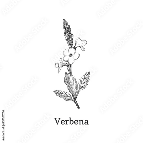 Verbena herb sketch in vector, design element.