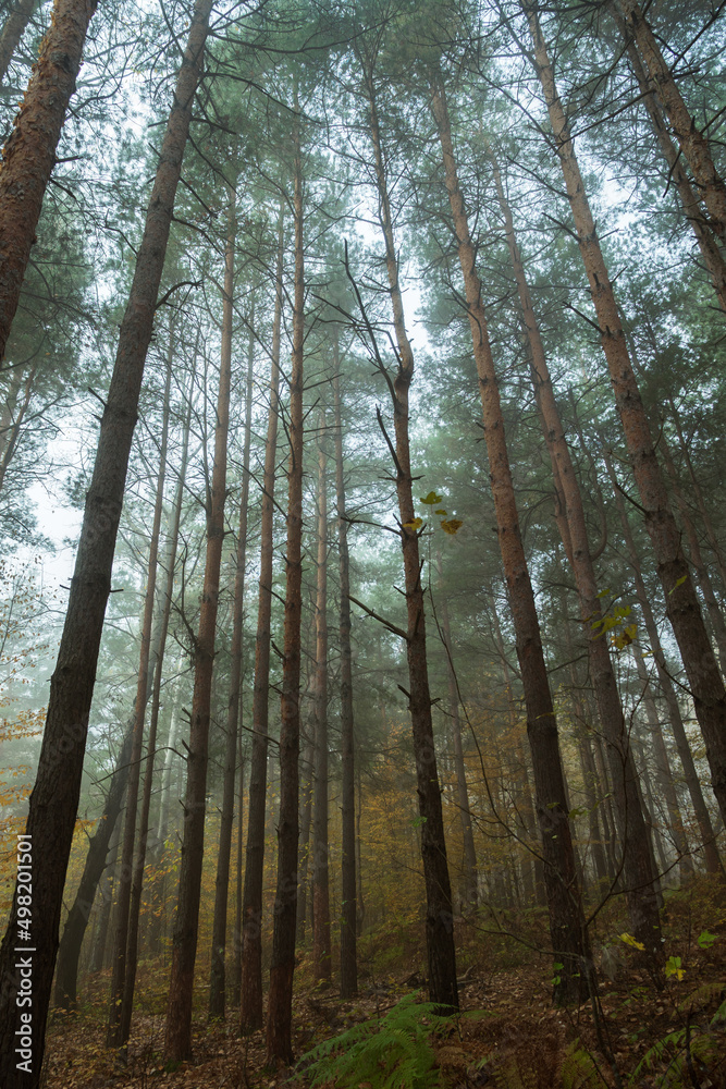 Obraz premium The pine forest on a foggy morning. Straight long trunks of pine trees with green crowns. In the background fern and yellow leaves of the autumn forest.