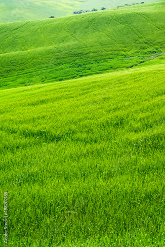 Tuscany view of green wheat fields in spring