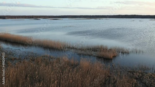 Novaraistis Ornithological Reserve in Lithuania. Wonderful protected place for thousands of birds to breed, live during migration. Amazing nature, birdwatching, peatland, marsh, biodiversity birdlife. photo