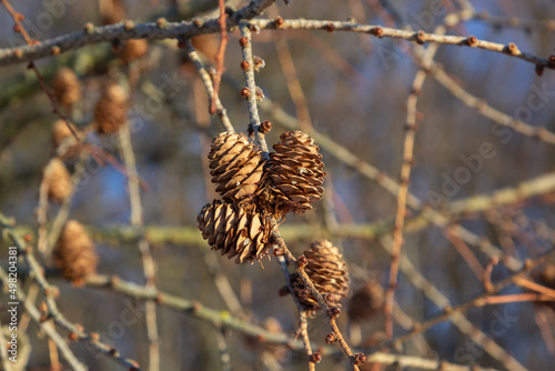 European larch, Larix decidua, tree, detail of branch with cones in winter