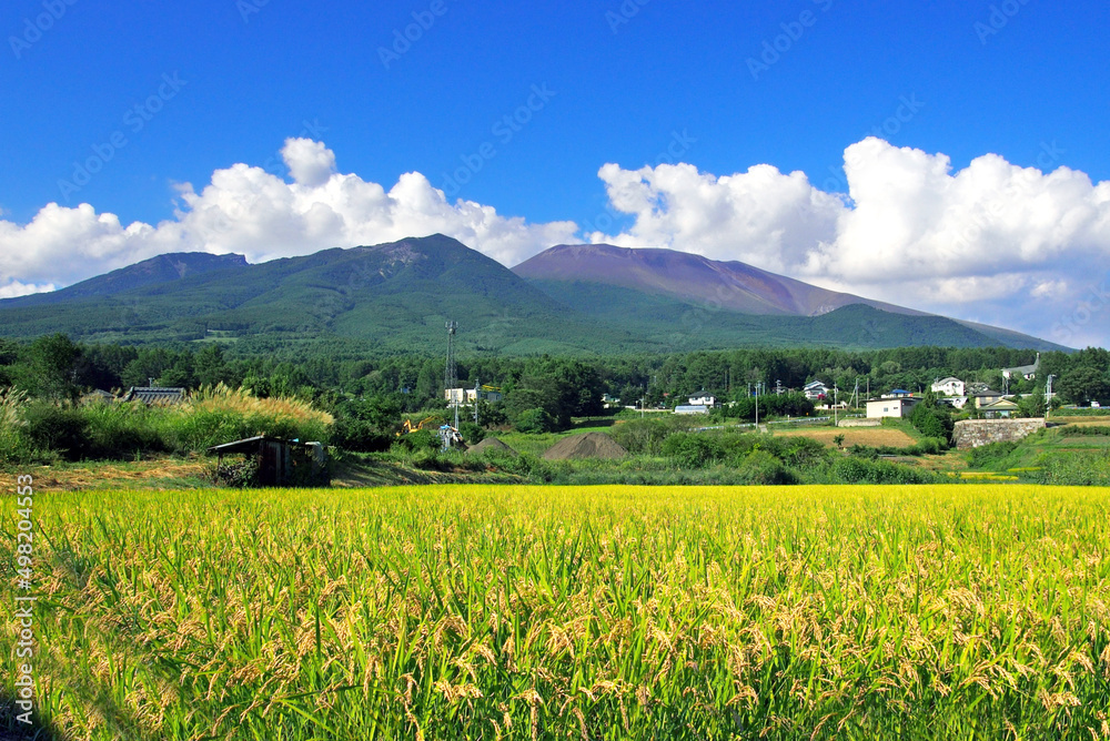 浅間山火山と田んぼ 秋の実り