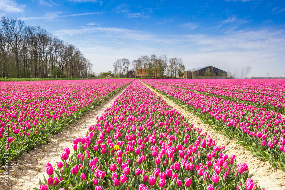 Purple tulips field in front of a farm in Noordoostpolder, Netherlands Purple tulips field in front of a farm in Noordoostpolder, Netherlands