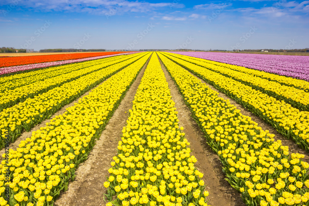 Yellow tulips in rows in the field in Noordoostpolder, Netherlands Yellow tulips in rows in the field in Noordoostpolder, Netherlands