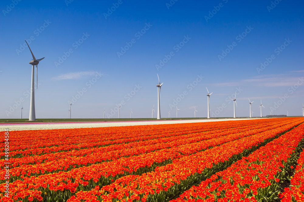 Colorful orange tulips and windmills in spring, Netherlands