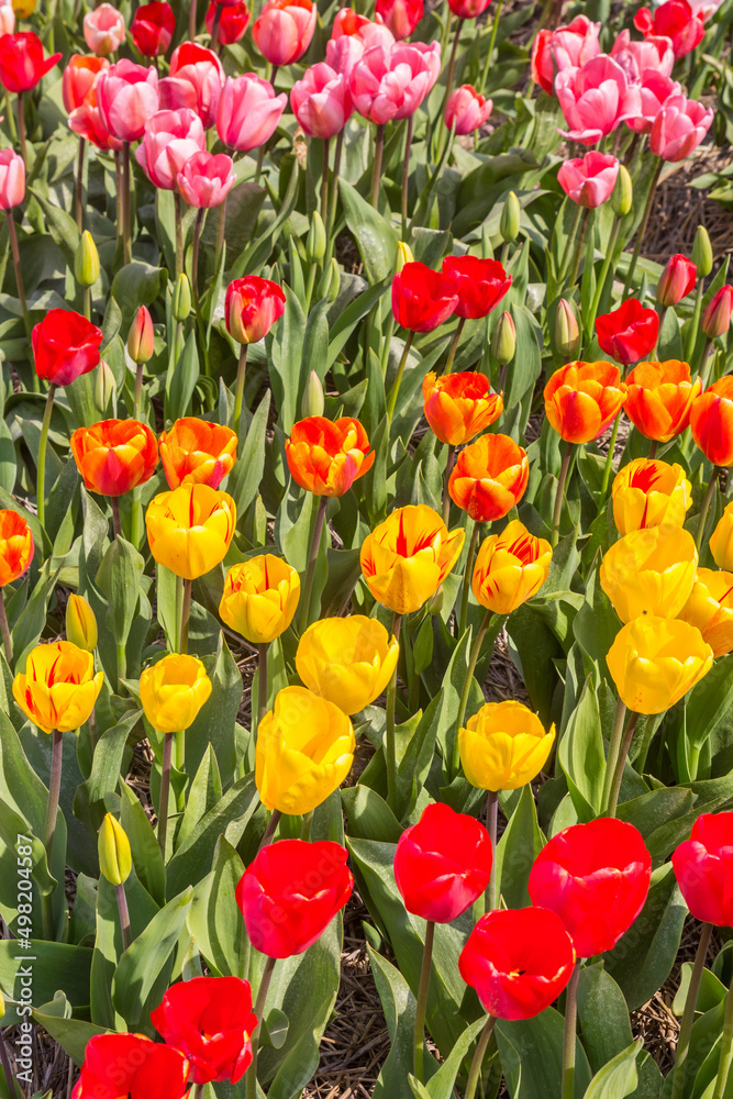 Obraz premium Close up of tulips in different colors in Noordoostpolder, Netherlands