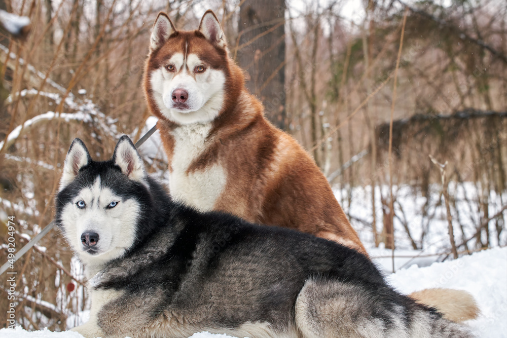 Cute couple of Siberian husky dogs sit in winter forest Cute couple of Siberian husky dogs sit in winter forest