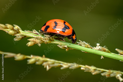 ladybug on a leaf, close up shot of a lady bug 