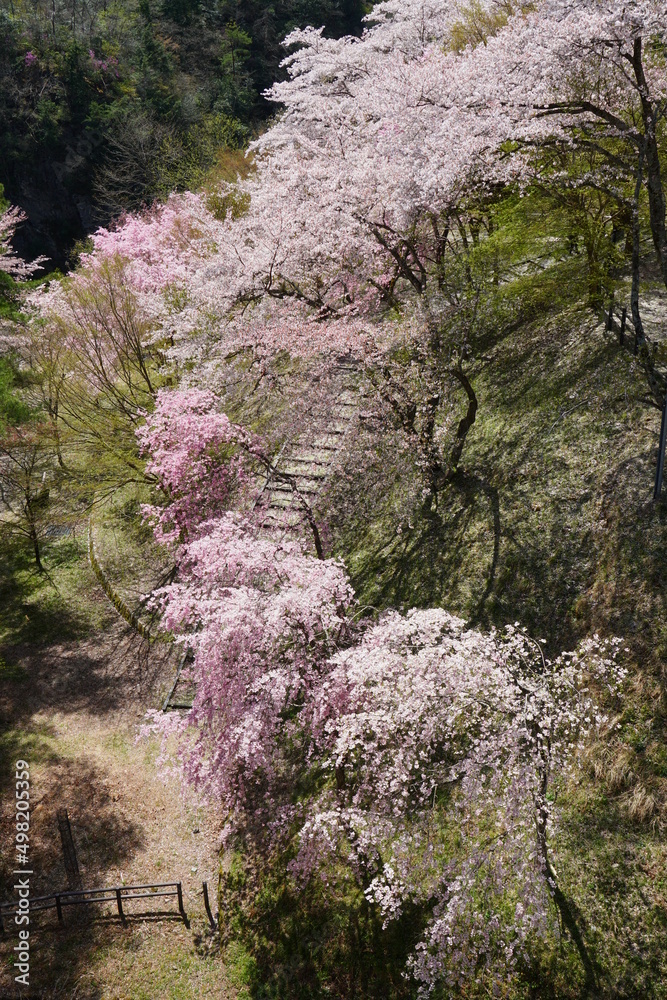 京都にある春の大野ダム公園 京都にある春の大野ダム公園