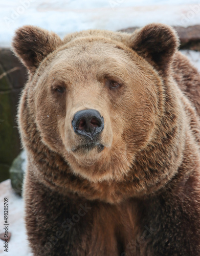The muzzle of a predator, a brown bear.