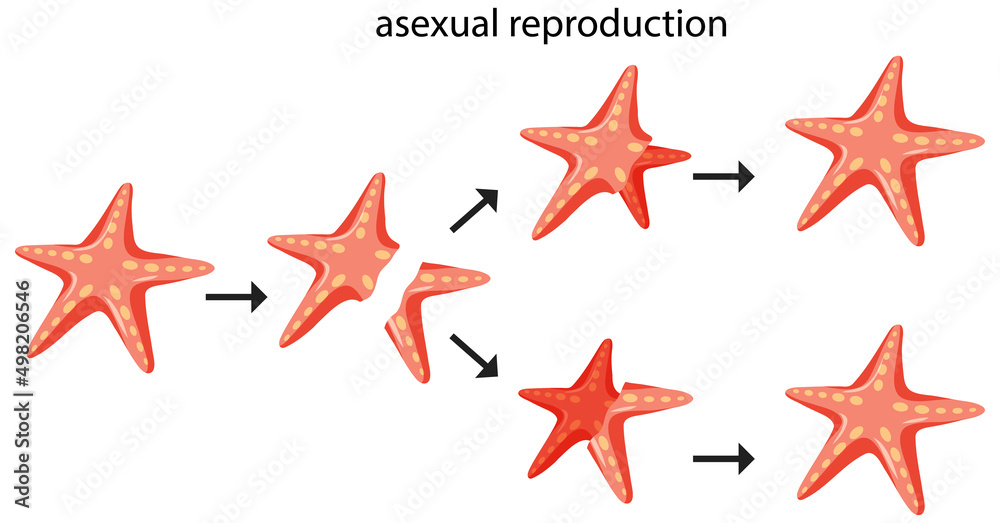 Asexual reproduction fragmentation with starfish Stock Vector Adobe Stock