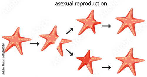 Asexual reproduction fragmentation with starfish