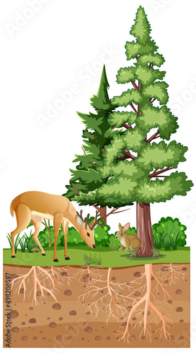 Scientific education of plant and its root