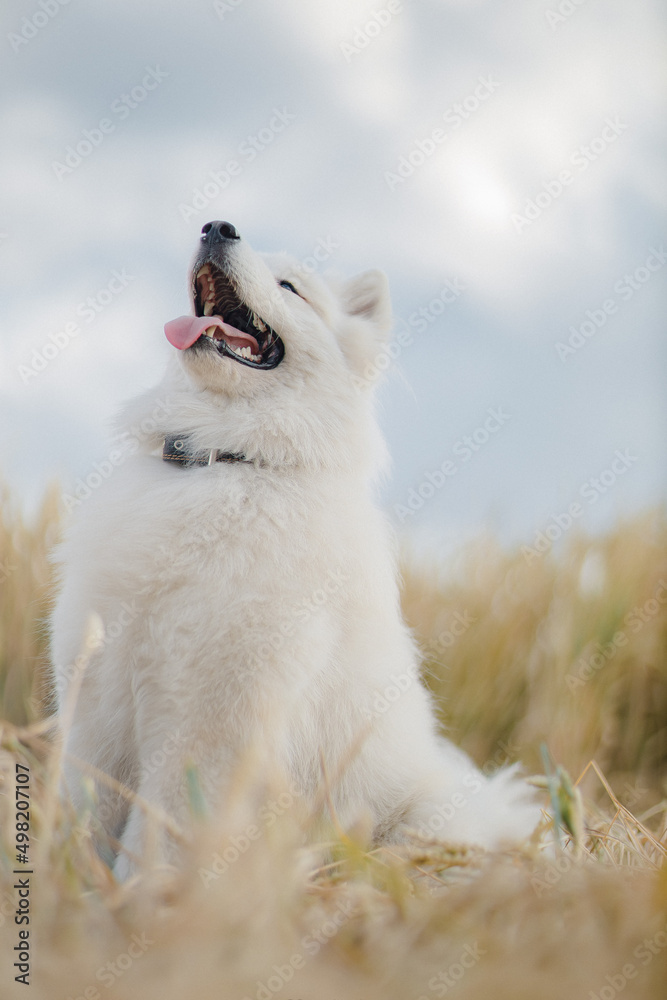 Obraz premium Golden retriever lies in the summer on the green grass in the rays of the setting sun