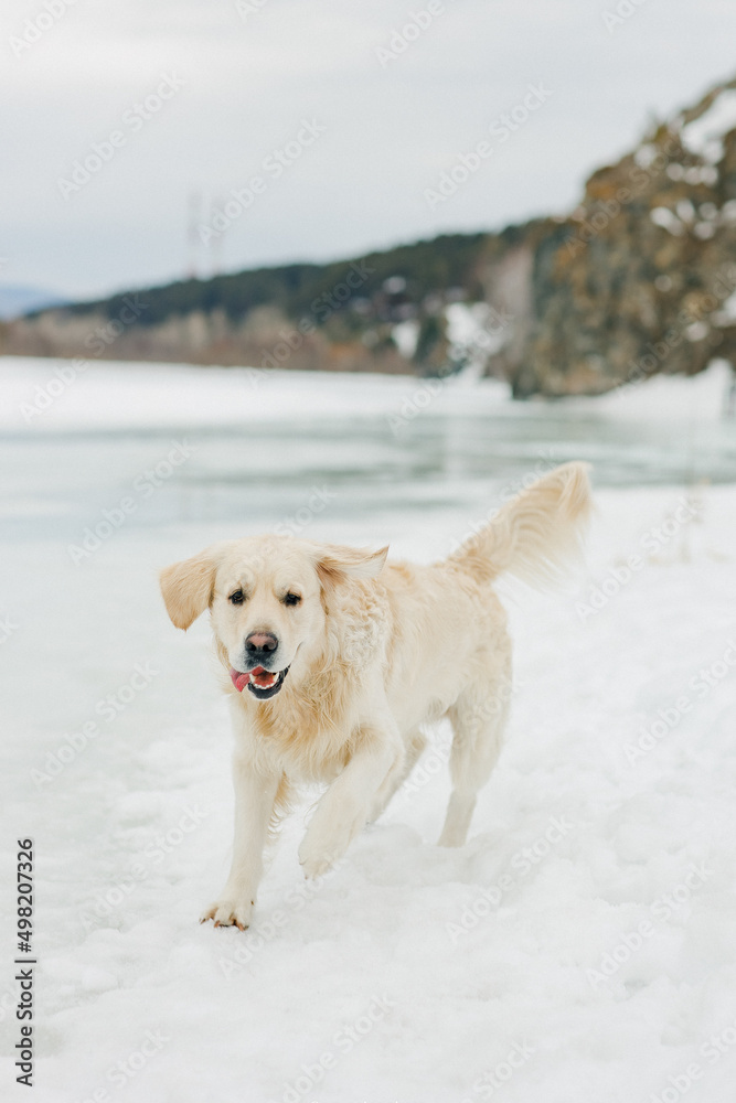 Golden retriever in cold winter on ice