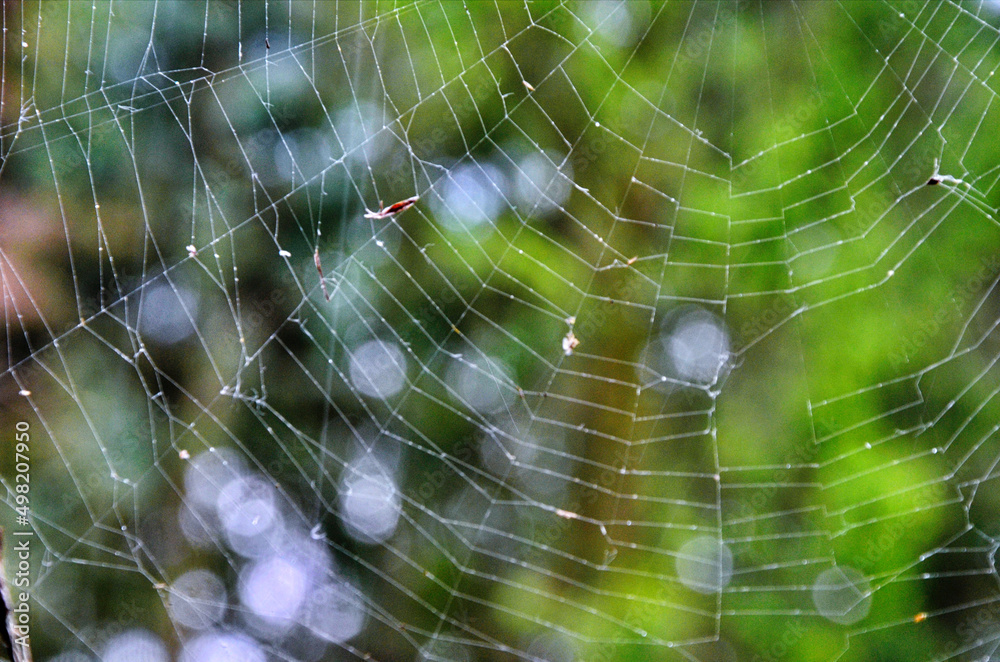 Naklejka premium Spider Web with Green Background .
