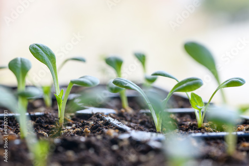 Young Dahlia seedlings growing in a propagation tray. Spring gardening background. photo