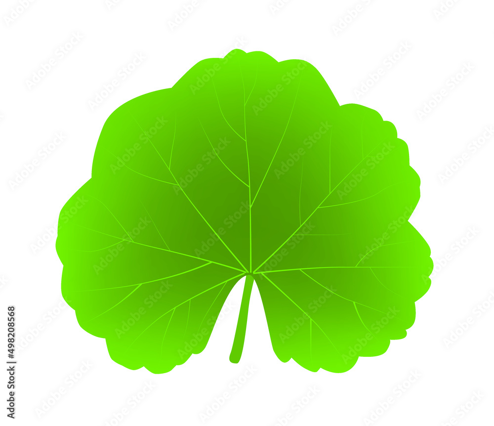 Ivy- leaved geranium leaf with streaks plant Ivy- leaved geranium leaf with streaks plant