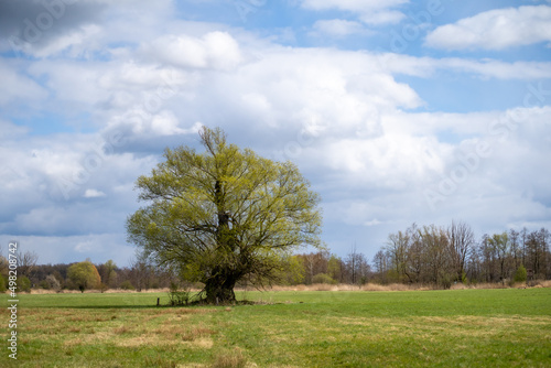 Spring in nature. Old tree on a green meadow with blue sky and clouds.