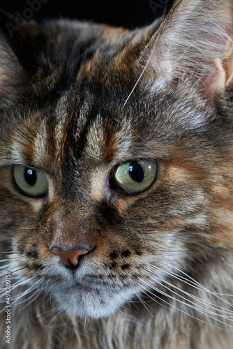 Fototapeta Naklejka Na Ścianę i Meble -  Portrait the big Maine Coon cat close-up