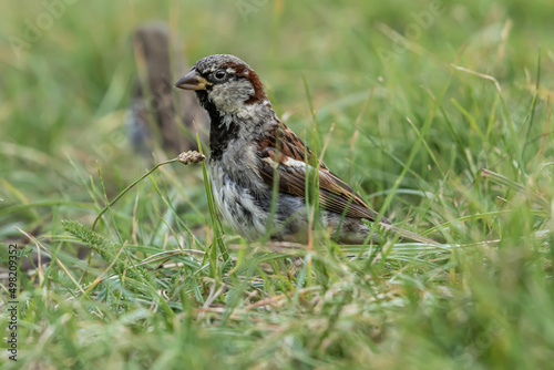 House sparrow or Passer domesticus. Sparrow family Passeridae