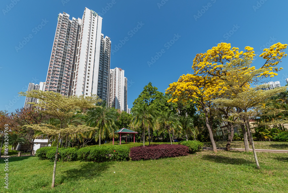 Obraz premium rosy trumpet tree (Tabebuia rosea) in public park in Hong Kong