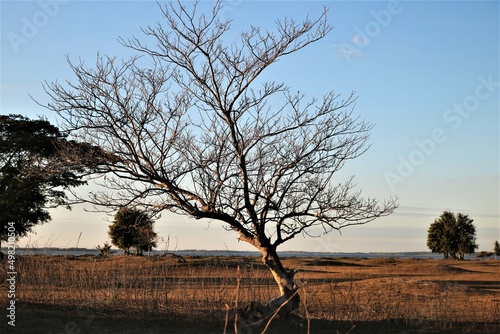 Scenery of evening clear gradient blue and gold sky with a leafless tree in front of mini mountain