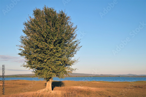 A mini tree on the dry grassland beside blue river with clear sky