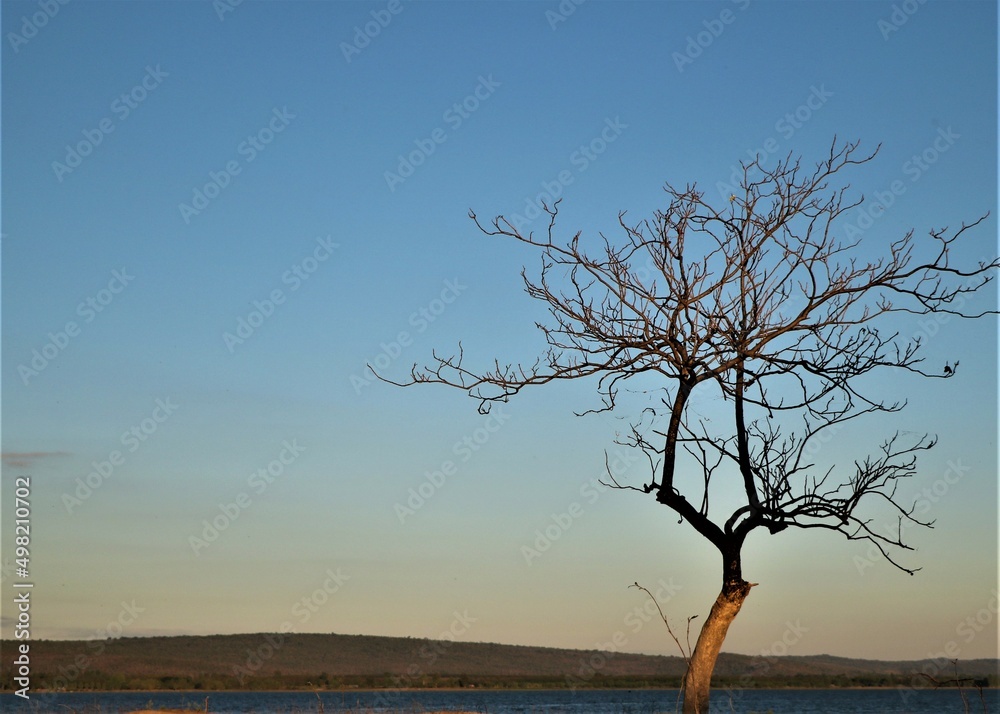 Scenery of evening clear gradient blue and gold sky with a leafless tree in front of mini mountain Scenery of evening clear gradient blue and gold sky with a leafless tree in front of mini mountain
