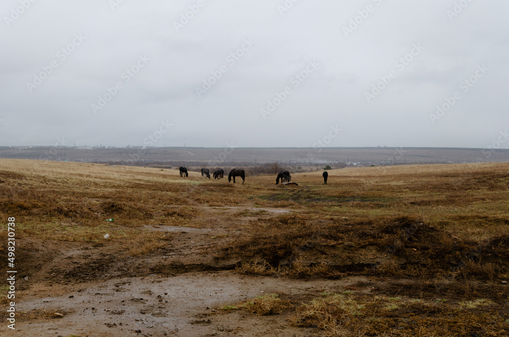 Obraz premium Horses graze on the field in the rain. Autumn cloudy weather.