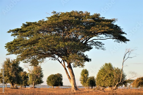 A big tree on the dry ground with many mini tress and blue sky