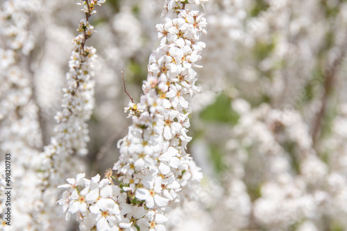 満開のユキヤナギの花のアップ 　Closed-up beautiful flowers of thunbery spiraea