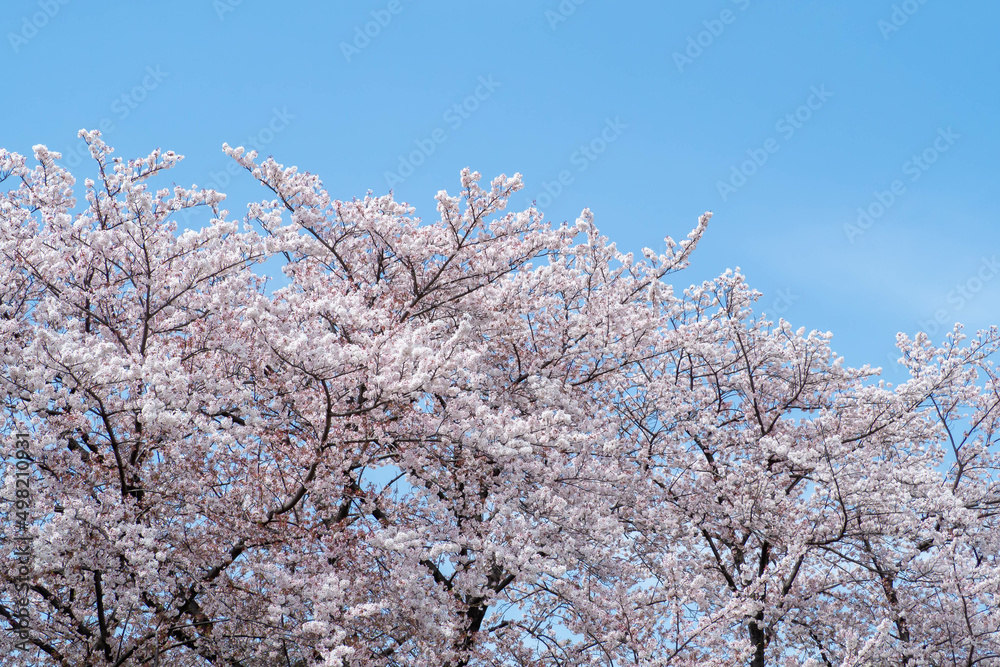 満開の桜並木と青い空