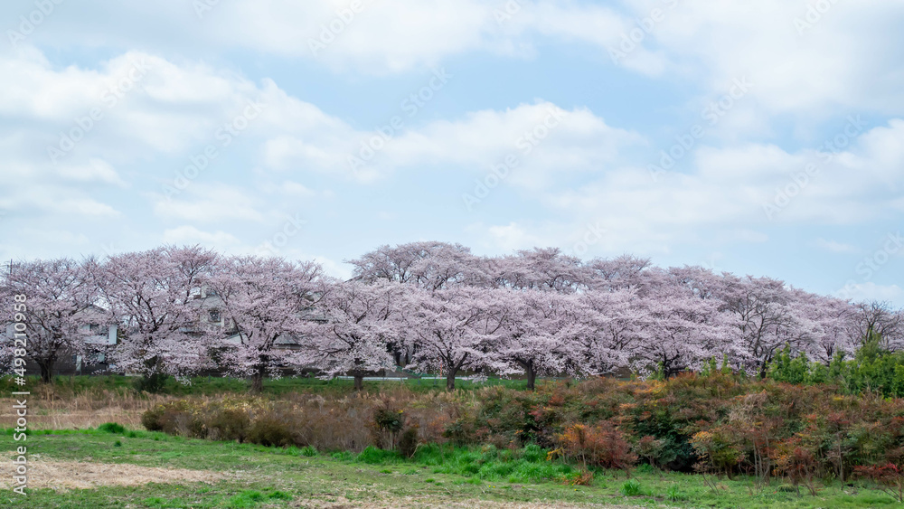 Fototapeta premium 見沼田んぼの用水路沿いの桜並木
