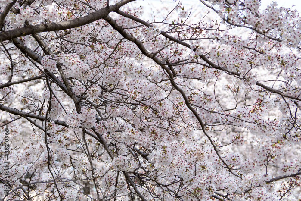 満開の桜