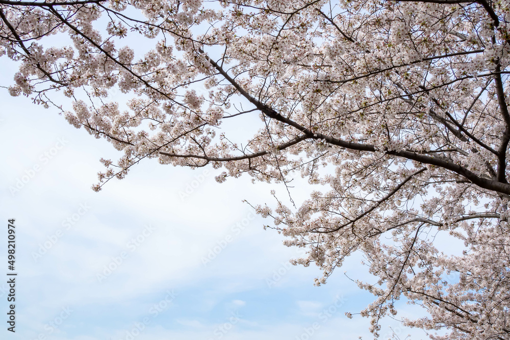 満開の桜並木と青い空 満開の桜並木と青い空
