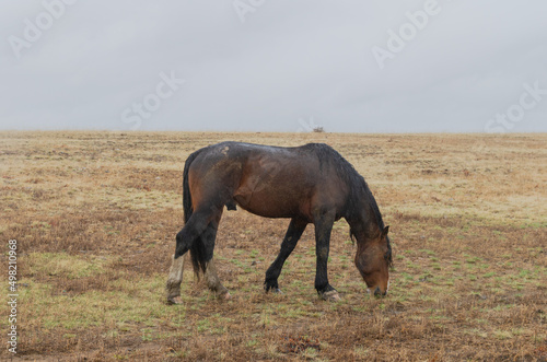 A horse grazes in a field in the rain. Autumn, dry yellow grass.