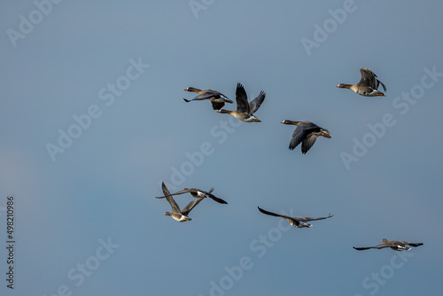 A group of white-fronted geese flying in the north of Denmark at a windy but sunny day in spring. © ms_pics_and_more