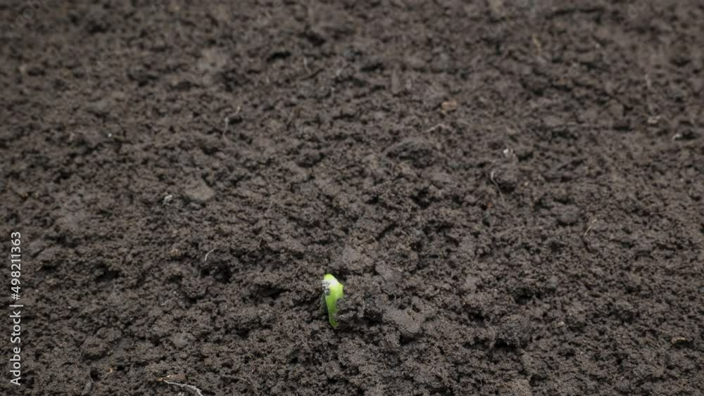 Time lapse of growing or germination of sunflower vegetable seeds Time lapse of growing or germination of sunflower vegetable seeds