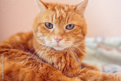 Fototapeta Naklejka Na Ścianę i Meble -  Lovely red cat. Soft focus.