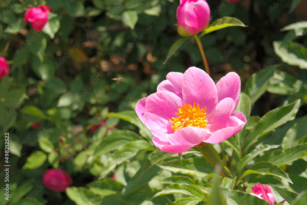 Pink peony flowers are blooming.
