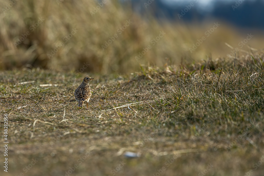 A songbird walking through a meadow in Skagen, the most northern city of Denmark at a sunny but cold day in spring. A songbird walking through a meadow in Skagen, the most northern city of Denmark at a sunny but cold day in spring.
