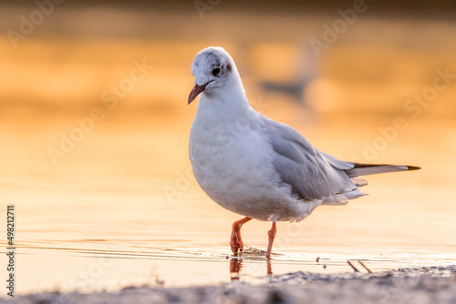 A black headed gull at a beach in the north of Denmark at a windy day in spring