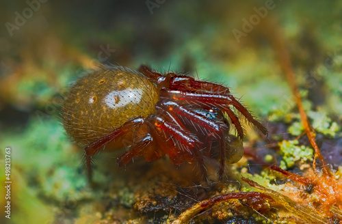 Close up spider photo of Genus Robertus spider photo