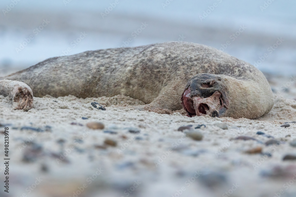 A dead seal lying on a beach in the north of Denmark. A dead seal lying on a beach in the north of Denmark.