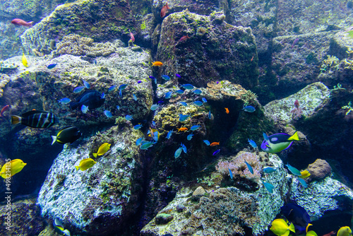 Fototapeta Naklejka Na Ścianę i Meble -  Underwater coral reef and fish